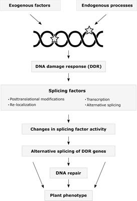 Alternative Splicing and DNA Damage Response in Plants